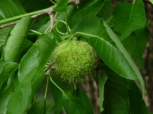 {Maclura pomifera}